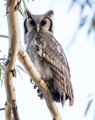 Verreaux's Eagle Owl